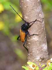 Tragidion coquus