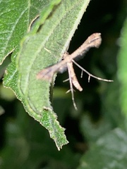 Lantanophaga pusillidactylus