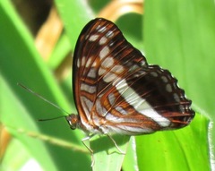 Adelpha sichaeus