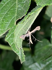 Lantanophaga pusillidactylus