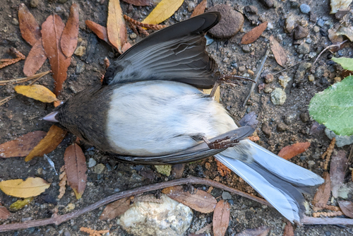 Slate-colored Junco photographed in Connecticut