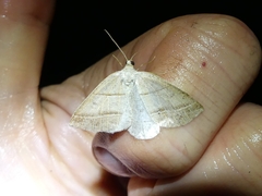 Petrophora subaequaria