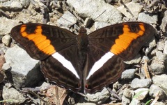 Adelpha sichaeus