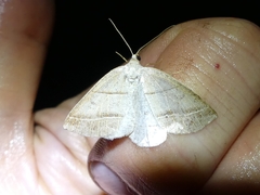 Petrophora subaequaria