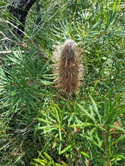 Banksia collina