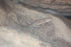 Sceloporus merriami