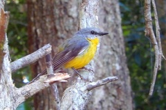 Eopsaltria australis