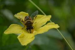 Eristalis tenax