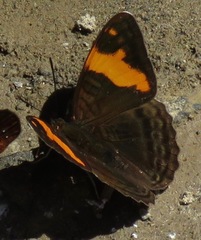 Adelpha zina irma