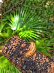 Triboniophorus graeffei