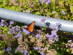Danaus gilippus