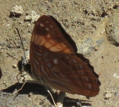 Adelpha zina irma