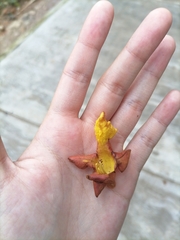 Gmelina