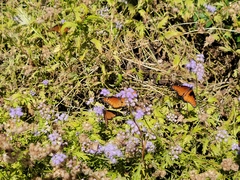 Danaus gilippus