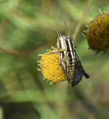 Paraidemona
