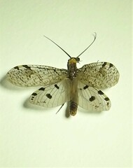 Archichauliodes guttiferus