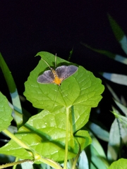 Filodes fulvidorsalis