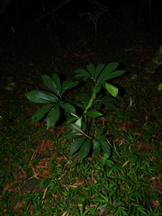Xanthosoma helleborifolium