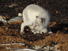 Vulpes lagopus