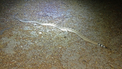 Crotalus ruber ruber