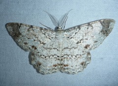 Epimecis