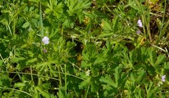 Geranium molle
