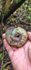 Bertia cambojiensis