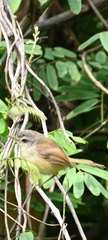 Prinia rufescens