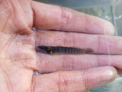 Etheostoma flabellare