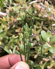 Distichlis distichophylla