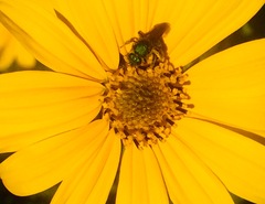 Pseudaugochlora graminea