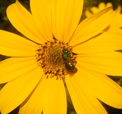 Pseudaugochlora graminea
