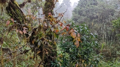 Toxicodendron orientale