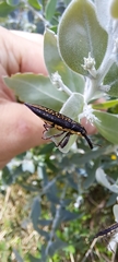 Rhinotia lineata