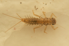 Leptophlebiidae
