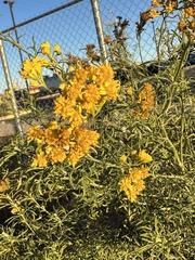 Hymenothrix wislizeni