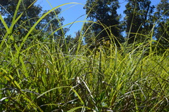 Carex alligata