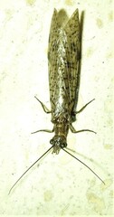 Archichauliodes guttiferus