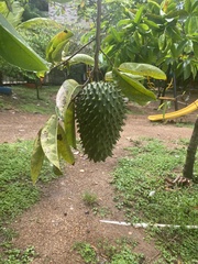 Annona muricata