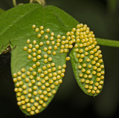 Passiflora aurantia aurantia