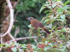 Ramphocelus passerinii