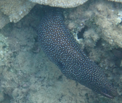 Gymnothorax meleagris
