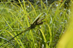 Carex alligata