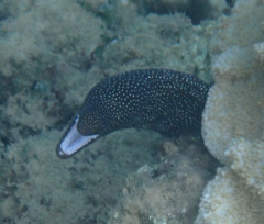 Gymnothorax meleagris