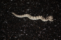 Crotalus ornatus