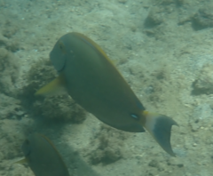 Acanthurus dussumieri