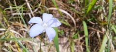 Wahlenbergia stricta