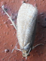 Celypha