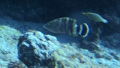 Cheilinus trilobatus