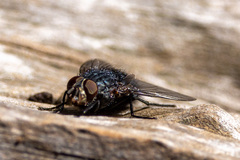 Calliphora